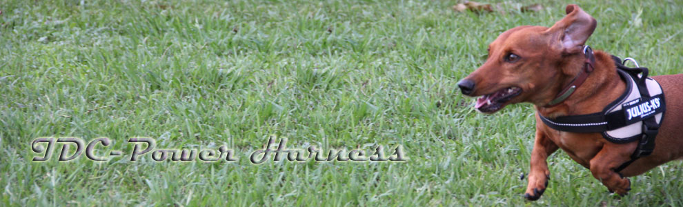 Lakis Latis - Power Harness