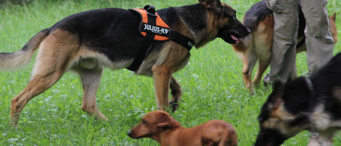 ドッグ ハーネス イメージ