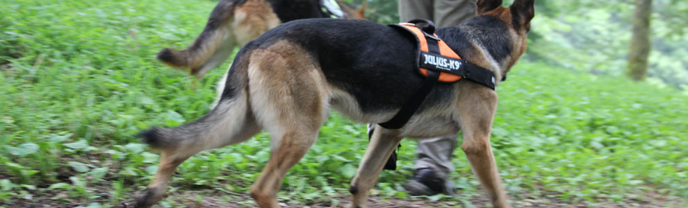 Lakis Latis - Belt Harness