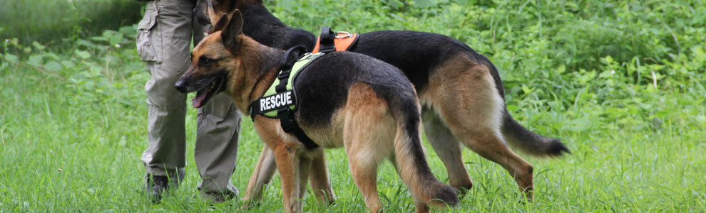 Lakis Latis - Power Harness