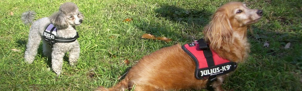 Lakis Latis - Power Harness