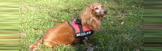 ドッグ ハーネス イメージ
