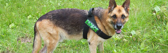 ドッグ ハーネス イメージ