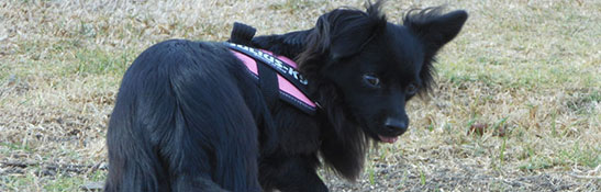 Lakis Latis - IDC Lumin Leash