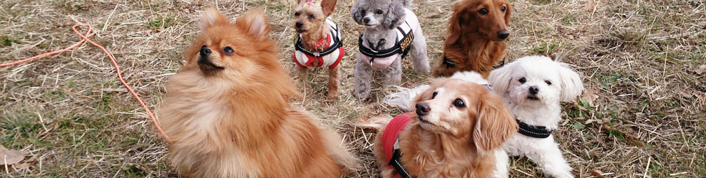 Lakis Latis - IDC Soft Nylon Leash