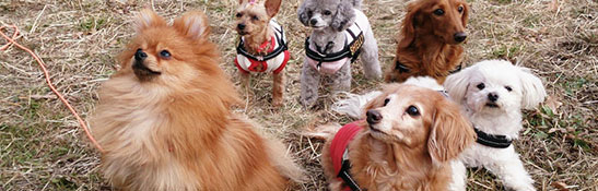 Lakis Latis - IDC Sof Nylon Leash