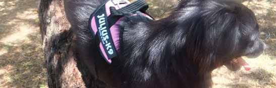 Lakis Latis - Dog Collar