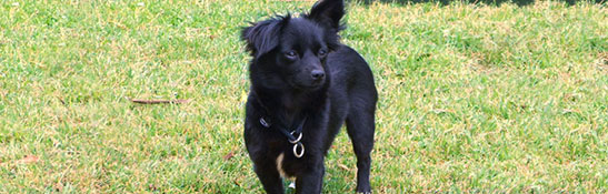 ドッグ ハーネス イメージ