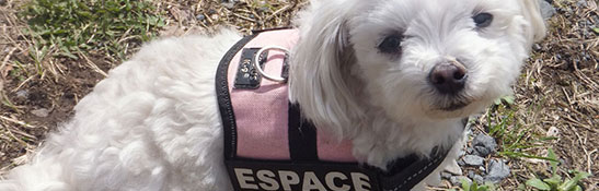 ドッグ ハーネス イメージ