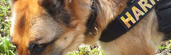 ドッグ ハーネス イメージ