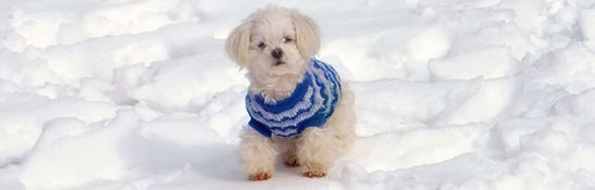 Lakis Latis - Power Harness