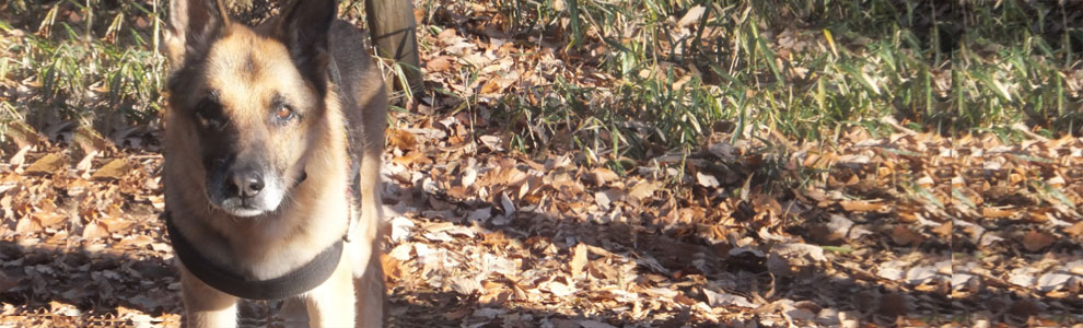 Lakis Latis - Power Harness