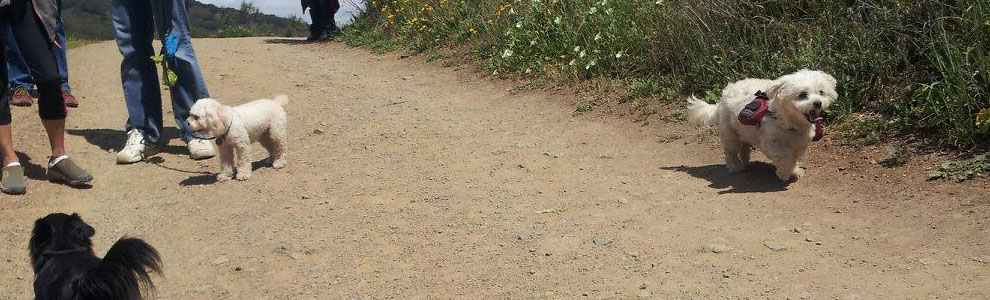 Lakis Latis - Power Harness