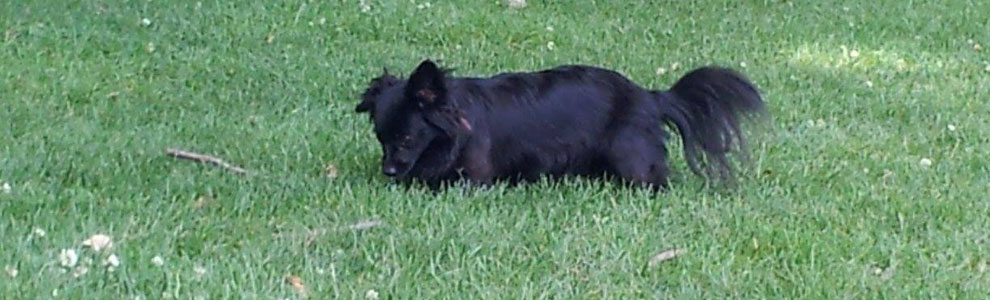 Lakis Latis - Power Harness