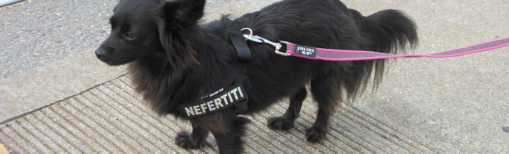 Lakis Latis - Power Harness