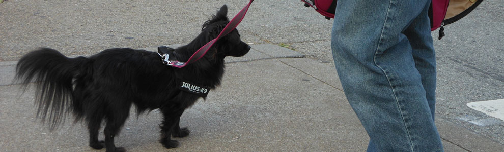 ドッグ ハーネス イメージ