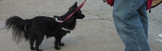 ドッグ ハーネス イメージ