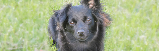 ドッグ ハーネス イメージ