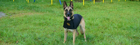 ドッグ ハーネス イメージ