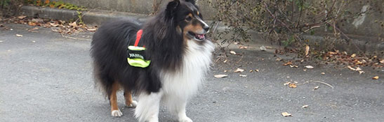 ドッグ ハーネス イメージ