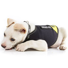 ドッグジャケット(ネオプレン素材)